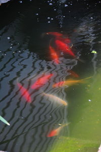 High angle view of koi carps swimming in lake