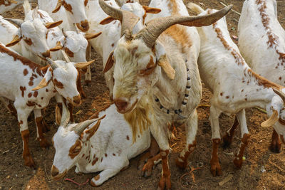 High angle view of goats on ground