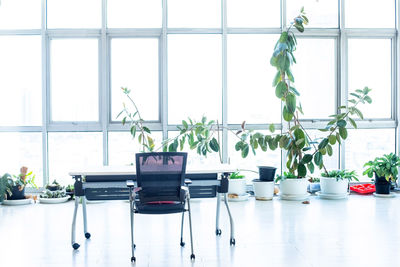 Potted plant on table