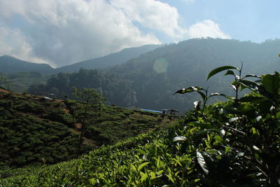 Scenic view of landscape against sky