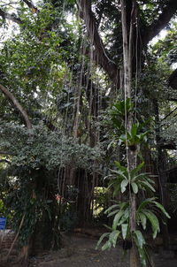 Bamboo trees in forest