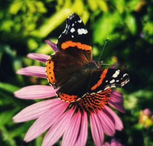 Close-up of butterfly on flower