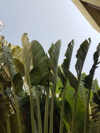 Low angle view of banana tree against clear sky