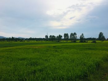 Scenic view of field against sky