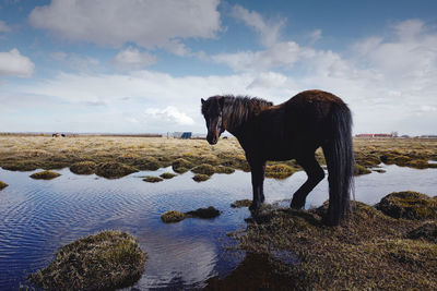 View of a horse in the water