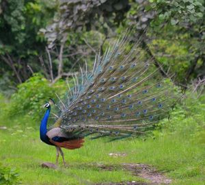 Close-up of bird perching on grass