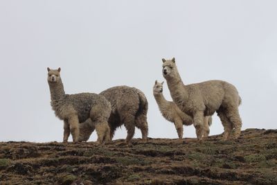 Llamas standing on field against sky