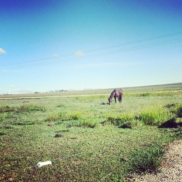 animal themes, mammal, domestic animals, grass, field, landscape, one animal, horse, livestock, grazing, standing, grassy, tranquility, nature, sky, full length, herbivorous, tranquil scene, clear sky, blue