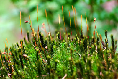 Close-up of plants growing on field