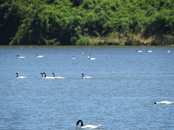 Swans and ducks in water