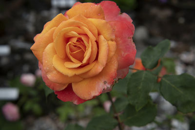 Close-up of rose plant