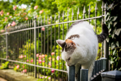 Close-up of bird perching on railing