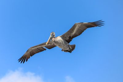 Low angle view of eagle flying against clear blue sky