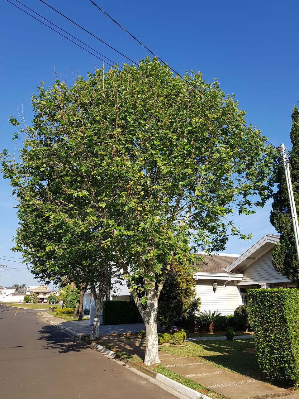 TREES AND PLANTS BY ROAD AGAINST BUILDING