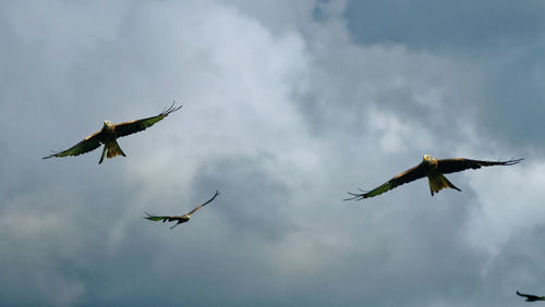 Low angle view of birds flying in sky