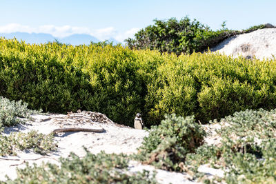 Plants growing on land