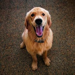 High angle portrait of golden retriever outdoors