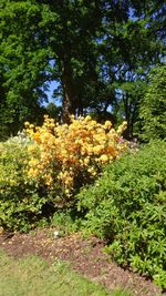 Flowers on tree