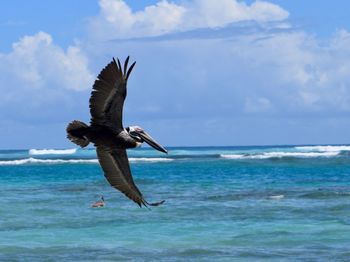 Bird flying over sea against sky