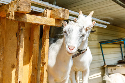 View of a horse in stable