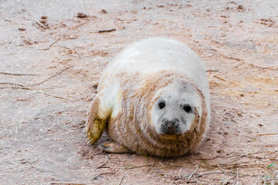 Portrait of an animal lying on beach