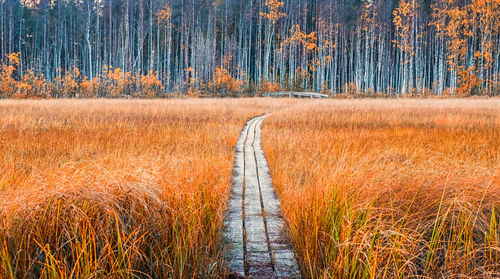 Panoramic view of pine trees in forest during autumn