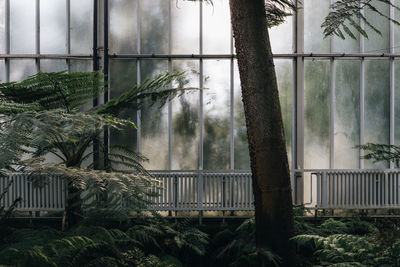 Trees by plants seen through window