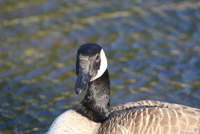 Close-up of a bird