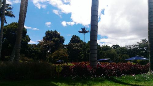 Trees on landscape against sky