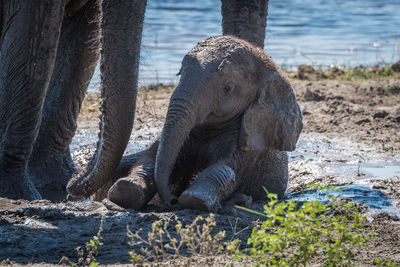 African elephant calf relaxing in mud