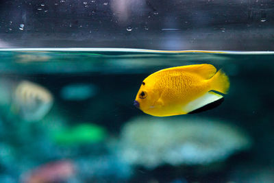 Close-up of yellow fish swimming in aquarium