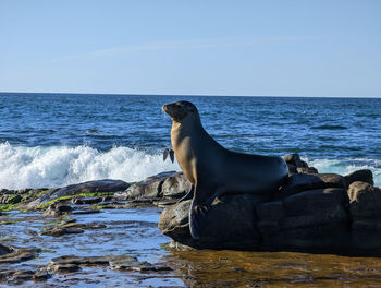 Close up of calm and relaxed sea lion posing by sitting on a rock on the pacific cost in san diego