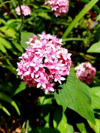 Close-up of pink flowers blooming outdoors