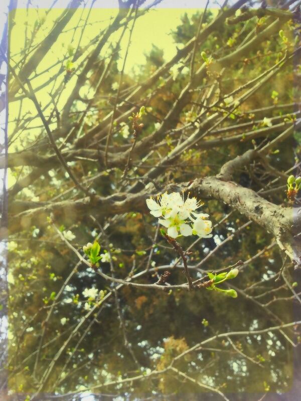 flower, fragility, growth, freshness, petal, plant, close-up, flower head, focus on foreground, beauty in nature, nature, white color, transfer print, blooming, auto post production filter, leaf, stem, single flower, day, selective focus