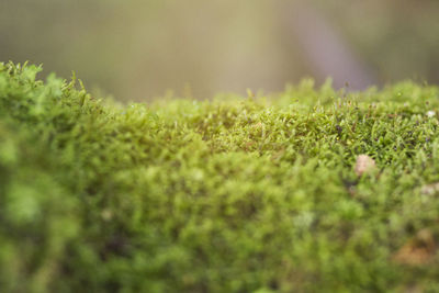Close-up of moss on field