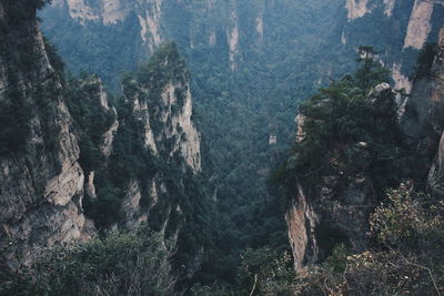 wilderness