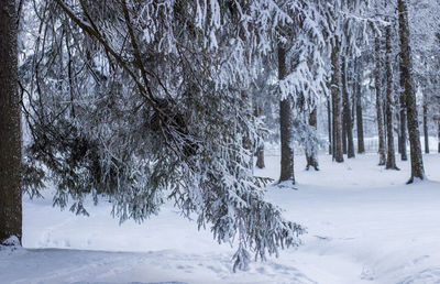 Trees on snow covered field during winter