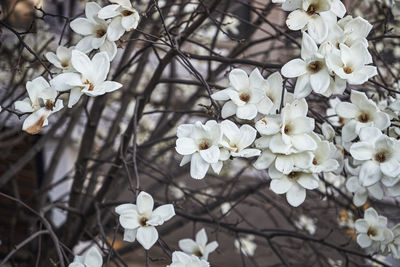 Close-up of white cherry blossoms in spring