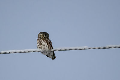 Low angle view of bird perching on rope against clear sky