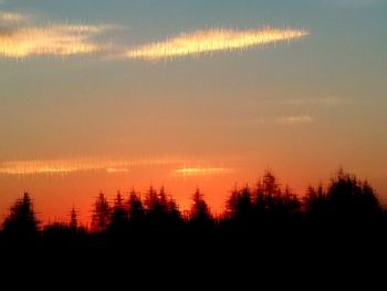 Silhouette of trees at sunset