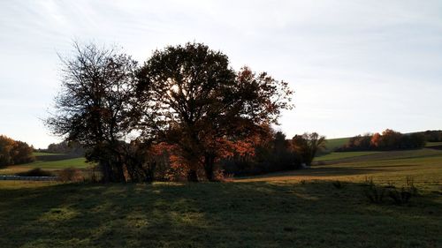 Trees on field against sky