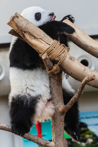 Low angle view of monkey on wood