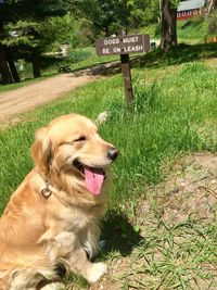 View of a dog on field