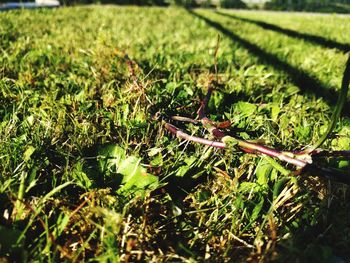 Close-up of grass