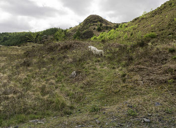 Sheep in snowdonia national park, wales uk