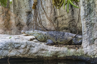 Close-up of crocodile on tree