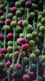 Close-up of berries growing on plant