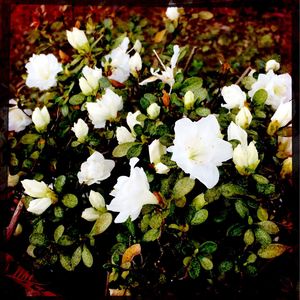 Close-up of white flowers