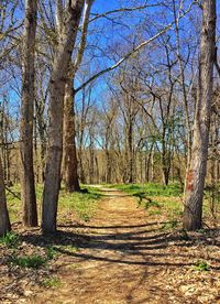 Trees in forest