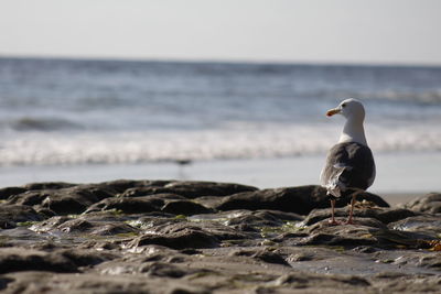 Seagull perching on a beach